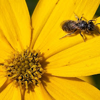 A qualcuno piace giallo di 