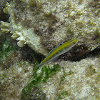 Bluehead Wrasse (initial/juvenile)