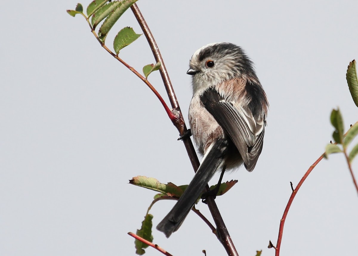 Long-tailed Tit