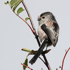 Long-tailed Tit