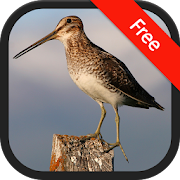 Snipe bird sounds  Icon