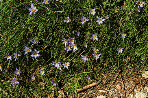 Romulea bulbocodium