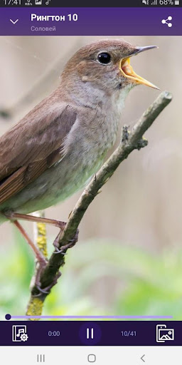 Nightingale - RINGTONES and WALLPAPERS