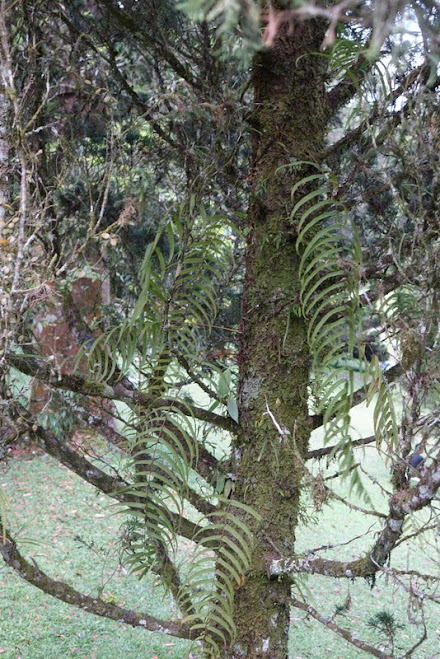 Ботанический сад на Бали (Bali Botanic Garden) PVsAD_a0U-YcWcFgazd_uIFc87WreAwGbHBqNGvED_2RE4_i0W6kR6x4dL-ns83bdTAwmGw-aRKhG0xv1gau70-lXS8J3w0tCORc12wdqXgv5ZN20lHHlt7Dhok-WQogSqDjC8X_CsVuzXh-Ppvdm8SpzVDLVFCLu0ghI4lJH7ChcFBuNJmTSblfFB7NxRb-yiWKN3fbGage1ddWUK1cs_388D0phqXFeZqV6NpKAw8CfNz0Rzofdgd5ViTVmrQ8ckuVHn9CeT4jyGXbtZjE0P02wA616DFLC2G5QDqnL9ctaPYbndsqMXk52MZyO2SAWAXplFos3HJXtRnMjB25bB5lPLSGYrZoFuWEl-JwJHFLUX8dVcQjqwrub-uTvz_fIvcispEJNVOJubwnAQa0gF8XblnxxV5xvFKzp5RMZN2NKHYK8Czfi27uoD6rseXQOsCVVf6myKxuRvtO635APtozbxbRFn1oa8IK5bkvwKaX8UCRn-_P2Js0Lx-6v8c0pavgYUeQ6MLvNuAFaFqe9b0PapmTgi4DPa2hfl1OJxvapUj--IzFhEyfjqFYuqwI6_oPdjTdCIkiKGXKhJCCxjPo3ABwkYpiD0mGAvva=w440-h659-no