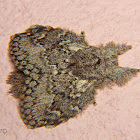 Euglyphis moth