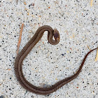 Redbelly Snake