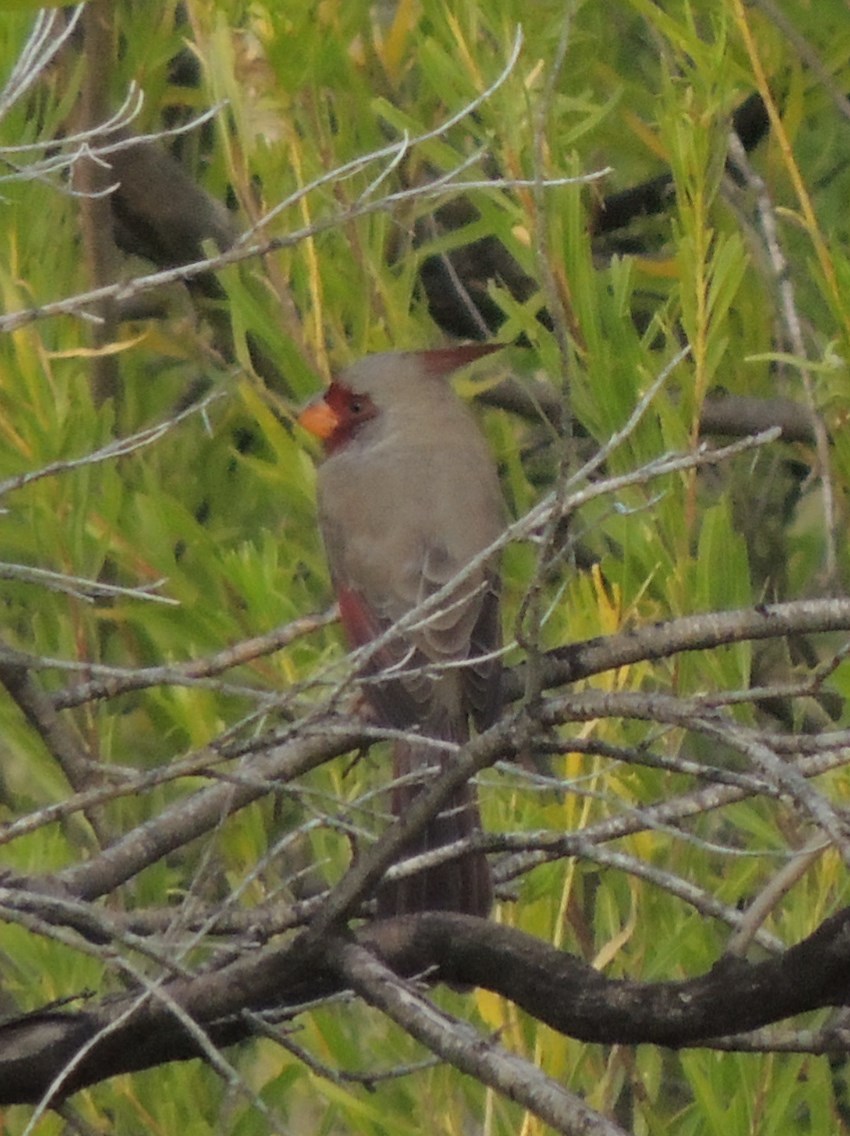 Pyrrhuloxia