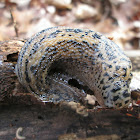 Leopard Slug