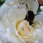 Japanese beetle