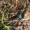 Red-spotted Purple