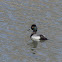 Lesser Scaup