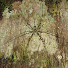 Two-Tailed Spider