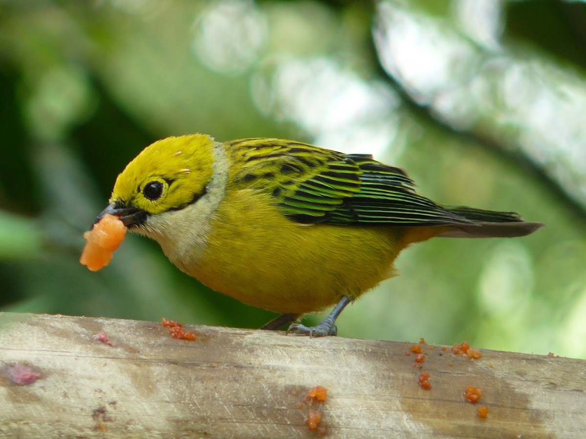 Silver-throated tanager