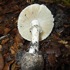 Amanita