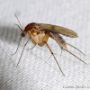 Fungus Gnat