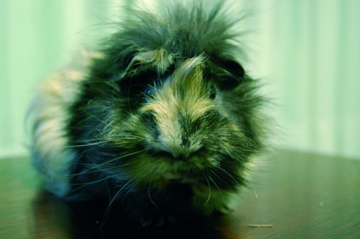 Cavia Porcellus. di wendywonders