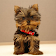 Yorkshire Terrier Dog Wallpape icon