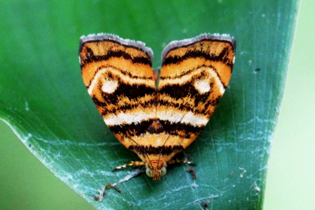 Metalmark Moth