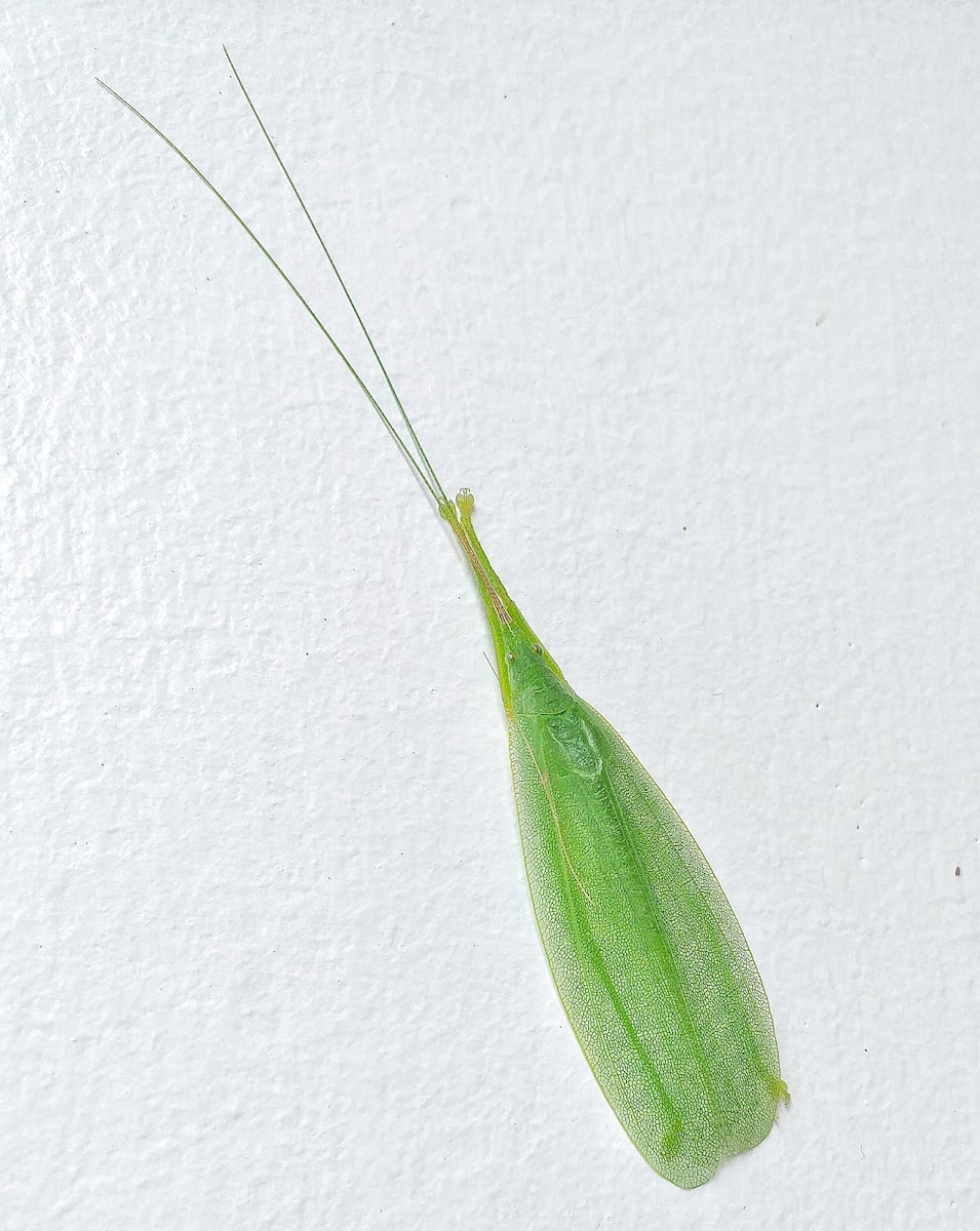 Katydid