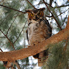 Great Horned Owl