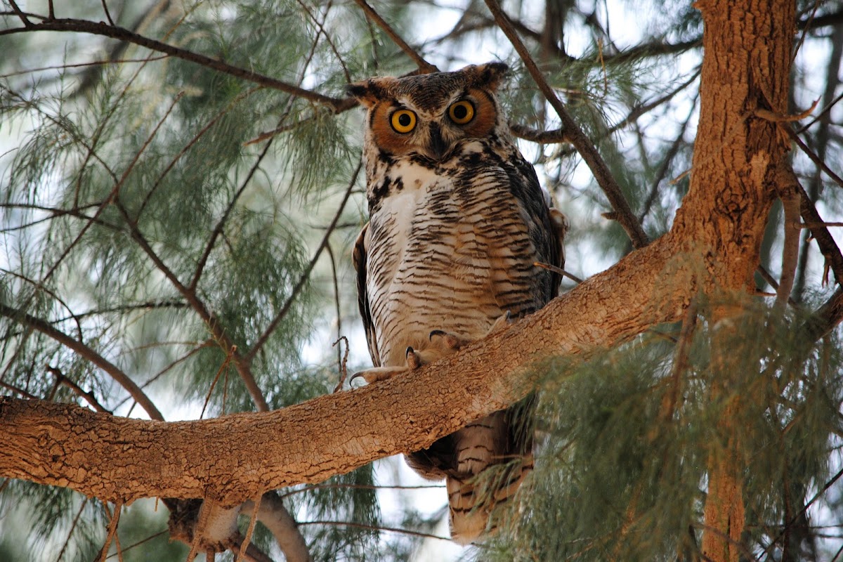 Great Horned Owl