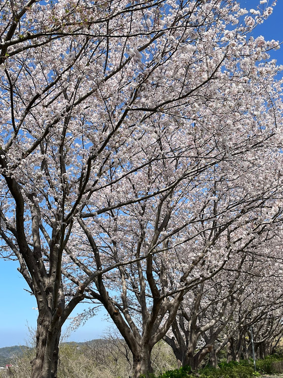 ゴルフ7のゴルフ7.5・ゴルフ7.5コンフォートラインマイスター・洗車・桜に関するカスタム事例の投稿画像2枚目