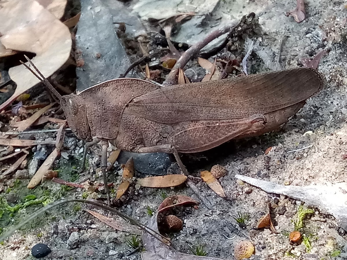 Mimetic Gumleaf Grasshopper