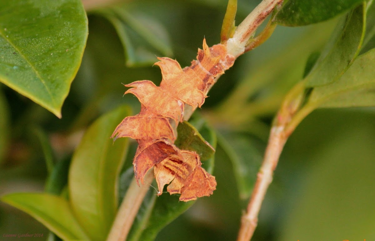 Bizarre Wattle Looper Larvae