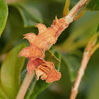 Bizarre Wattle Looper Larvae