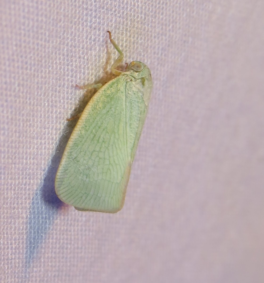 Northern Flatid Planthopper