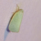 Northern Flatid Planthopper