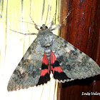 Red Underwing Moth