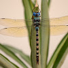 Blue Dragonfly