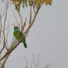 Blue-throated Barbet