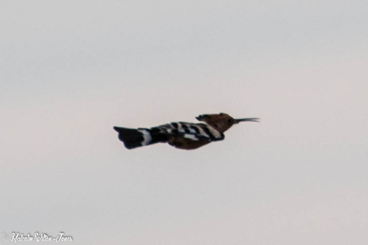 Hoopoe