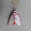 Rosy Ermine Moth