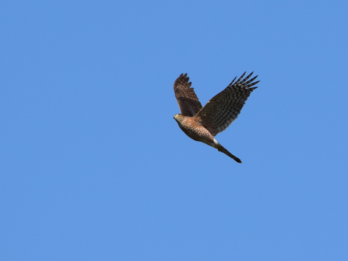 Cooper's Hawk