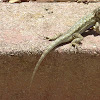 Coast Range Fence Lizard