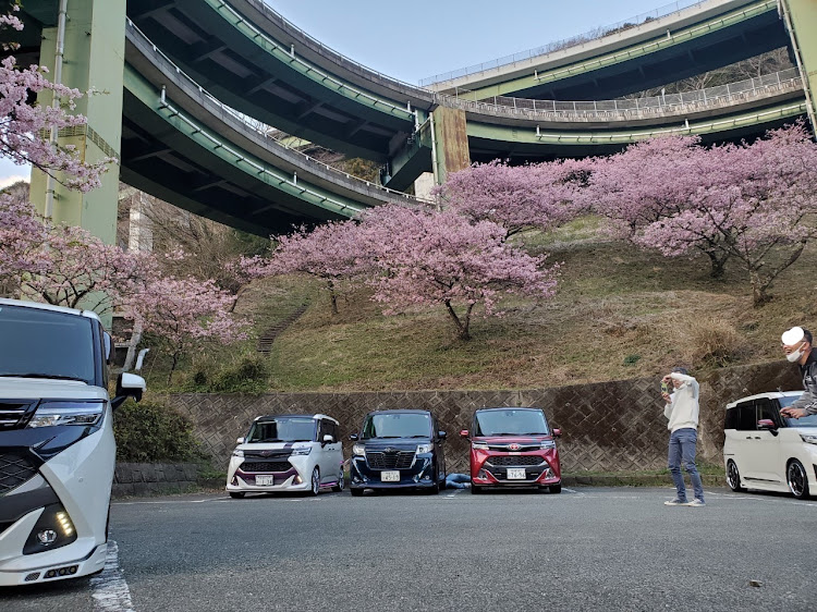 ルーミーカスタムのRTTJ観光・伊豆ドライブ・河津桜とコラボ・楽しかった日に関するカスタム事例の投稿画像22枚目