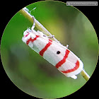 Red Banded Erebid Moth