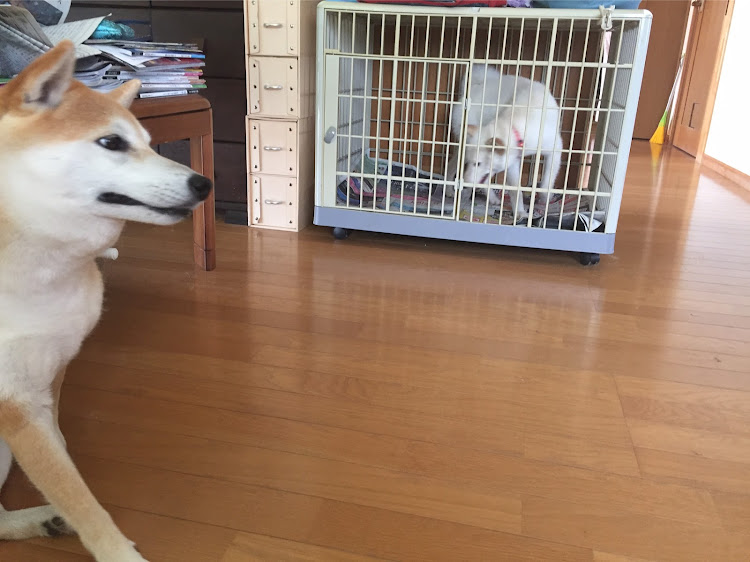 ランサーエボリューションの温故知新さんが投稿したカスタム事例の投稿画像3枚目