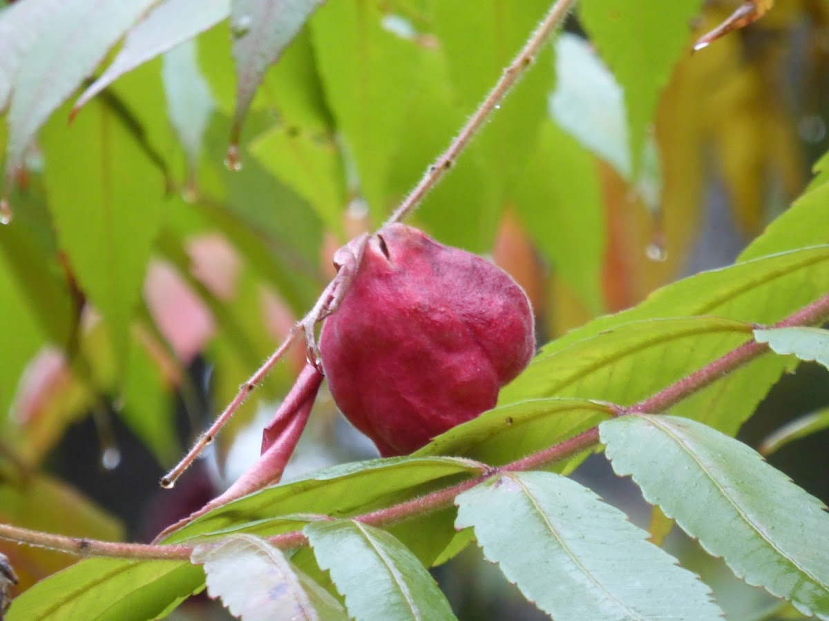 Sumac Gall Aphid