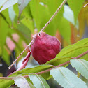 Sumac Gall Aphid