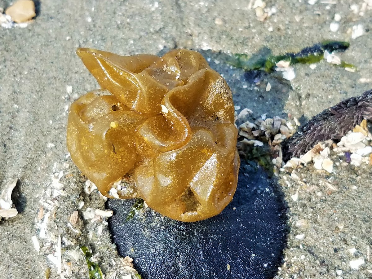 Sea cauliflower