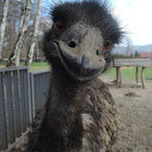 Emu