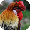 Rooster Sounds icon