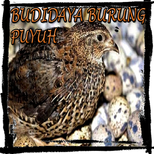 Budidaya Burung Puyuh Apk 1 0 Download Apk Latest Version