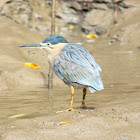 Striated Heron