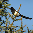 Black-billed Magpie