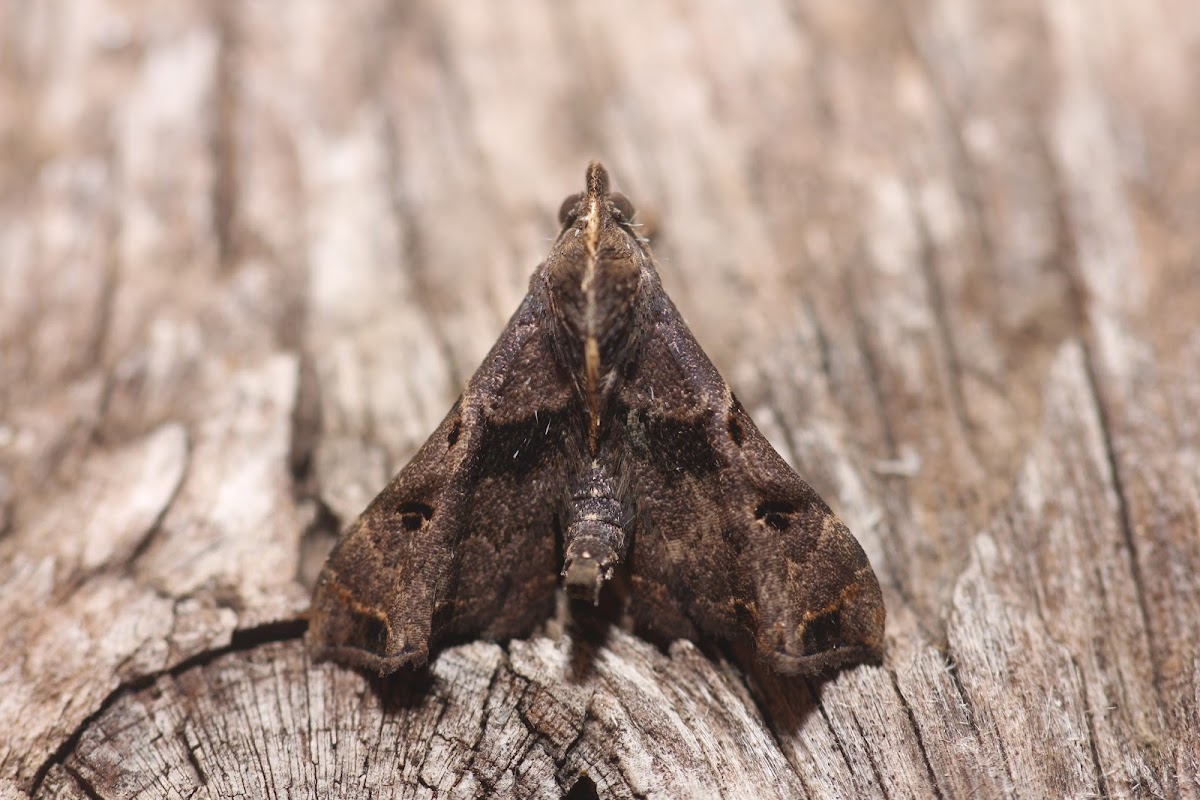 Faint-spotted Palthis -8398